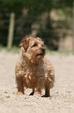 NORFOLK TERRIER 014